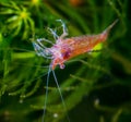 Neocaridina heteropoda cherry shrimp in a freshwater aquarium