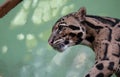 Neofelis nebulosa - clouded leopard - walking Royalty Free Stock Photo