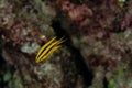 Juvenille Yellowtail Damselfish, Neoglyphidodon nigroris in a tropical coral reef of Andaman sea Royalty Free Stock Photo