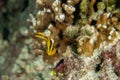 Juvenille Yellowtail Damselfish, Neoglyphidodon nigroris in a tropical coral reef iof Andaman sea Royalty Free Stock Photo