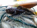 Neogobius melanostomus The round goby Neogobius melanostomus is a euryhaline bottom-dwelling goby of the family Gobiidae, Royalty Free Stock Photo