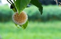 Neolamarckia cadamba or laran flower on the tree