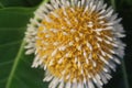 Neolamarckia cadamba white and yellow flowers