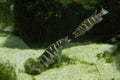Neolamprologus cylindricus in aquarium. Royalty Free Stock Photo