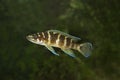 Neolamprologus cylindricus, cichlid endemic to Lake Tanganyika. Royalty Free Stock Photo