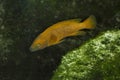 The Neolamprologus leleupi lemon cichlid. Royalty Free Stock Photo