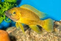 Neolamprologus Royalty Free Stock Photo