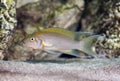 Neolaprologus pulcher