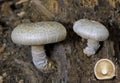 Neolentinus lepideus is a basidiomycete mushroom of the genus Neolentinus,until recently also widely known as Lentinus lepideus.