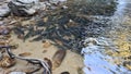 Neolissochilus fish lives in waterfall at Chae Son Waterfall, Thailand