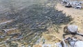 Neolissochilus fish lives in waterfall at Chae Son Waterfall, Thailand