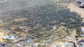 Neolissochilus fish lives in waterfall at Chae Son Waterfall, Thailand