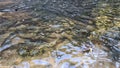 Neolissochilus fish lives in waterfall at Chae Son Waterfall, Thailand