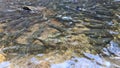 Neolissochilus fish lives in waterfall at Chae Son Waterfall, Thailand