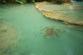 Neolissochilus stracheyi fish in Level 1 of Erawan Waterfall, Kanchanaburi, Thailand