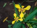 Neomarica longifolia is a species of perennial herb in the family Iridaceae. They are from The Neotropics and the Eye of Atlantica