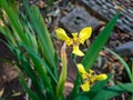 Neomarica longifolia is a species of perennial herb in the family Iridaceae. They are from The Neotropics and the Eye of Atlantica