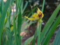 Neomarica longifolia is a species of perennial herb in the family Iridaceae. They are from The Neotropics and the Eye of Atlantica