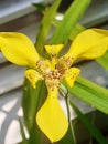 Neomarica Longifolia, Yellow Walking Iris