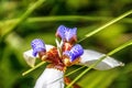 Neomarica northiana, walking iris in garden