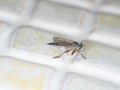 Neomoctherus pallipes on kitchen tile. Royalty Free Stock Photo