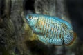 Neon Blue Dwarf Gourami