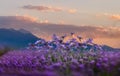 Blue lavender flowers on front Olympus mount at pink sunset Greece nature landscape Royalty Free Stock Photo