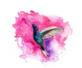 Watercolor hummingbird on white background. Tropical bird from exotic fauna. Colorful wildlife. 