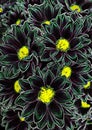 Neon bright seamless flower pattern on black background Royalty Free Stock Photo