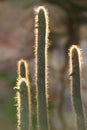 Neon Cactus under sunset in Serra da Capivara