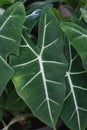 Neon caladium & x28;Alocasia green velvet& x29; is a genus of flowering plants in the Aracae family.