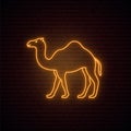 Neon camel sign.