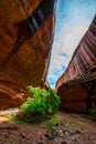 Neon Canyon after the rain storm Utah Landscape Royalty Free Stock Photo