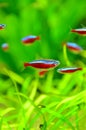 Neon cardinal - red tetra fish
