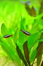 Neon cardinal - red tetra fish