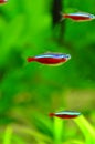 Neon cardinal - red tetra fish