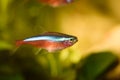 Neon Cardinal Tetra in Aquarium. Hobby concept