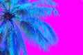 Neon colored palm tree on pink background