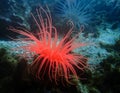 Bright Neon Colored Sea Worm Anemone in Pacific Royalty Free Stock Photo