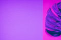 Neon colored tropical plant green monstera leaf on acid purple and pink background. Royalty Free Stock Photo