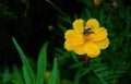 Neon cuckoo bee aka Thyreus nitidulus on a yellow cosmos flower