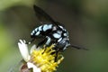 Neon Cuckoo Bee,Bee are eating honeydew on a yellow flower