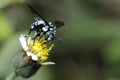 Neon Cuckoo Bee,Bee are eating honeydew on a yellow flower