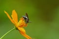 Neon cuckoo Bee on orange cosmos flower isolated on green background