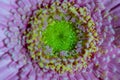 The neon 3d flower - gerbera daisy  blurred macro abstract background with fluorescent light green flower centre , selective focus Royalty Free Stock Photo