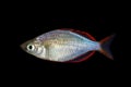Neon Dwarf Rainbowfish Royalty Free Stock Photo