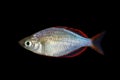 Neon Dwarf Rainbowfish