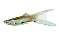 Neon Endler Guppy Double Swordtail Male Guppies Poecilia wingei colorful tropical aquarium fish Royalty Free Stock Photo