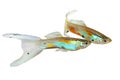 Neon Endler Guppy Double Swordtail Male Guppies Poecilia wingei colorful tropical aquarium fish Royalty Free Stock Photo