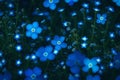 A neon field of forget-me-nots, each tiny flower glowing with intricate patterns